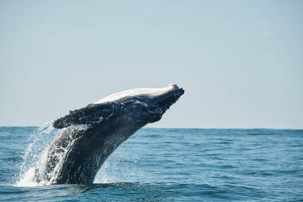 17 Best Whale Watching Spots on the East Coast