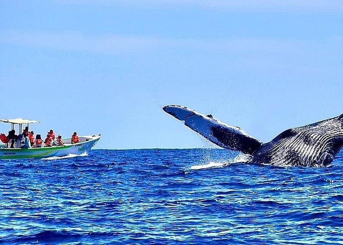 things to do in cabo san lucas