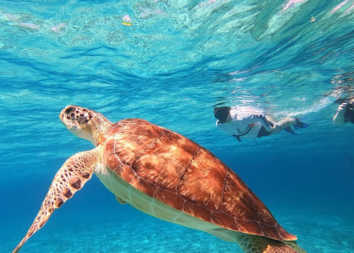 cozumel snorkeling tours