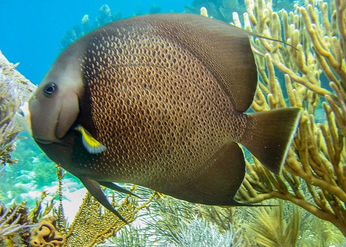 key largo snorkeling tours