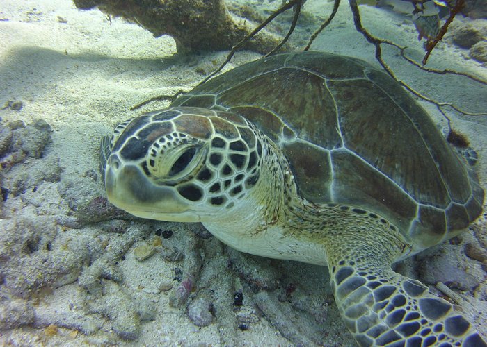 key largo snorkeling tours