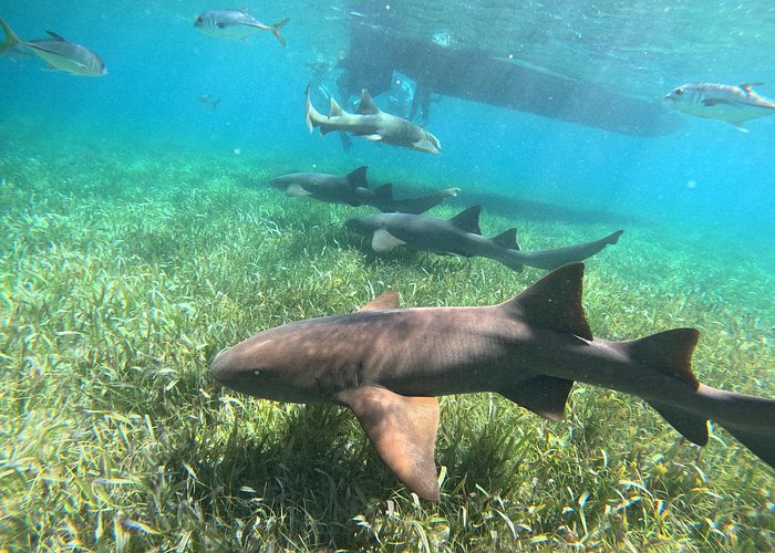 Belize snorkeling tours