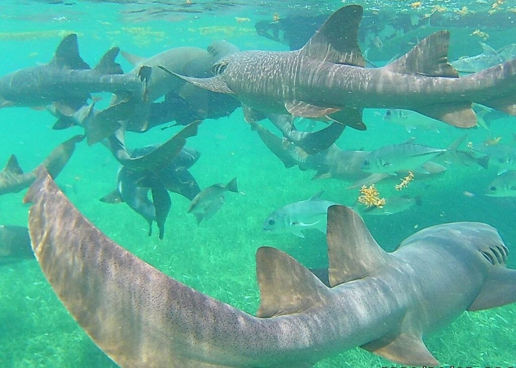 Belize snorkeling tours