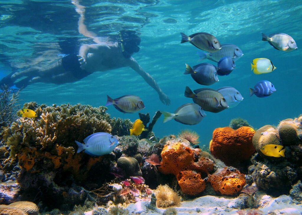 key west snorkeling tours