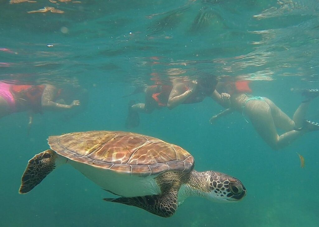Puerto Rico snorkeling tours