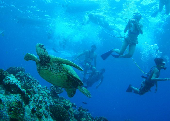 Maui snorkeling tours