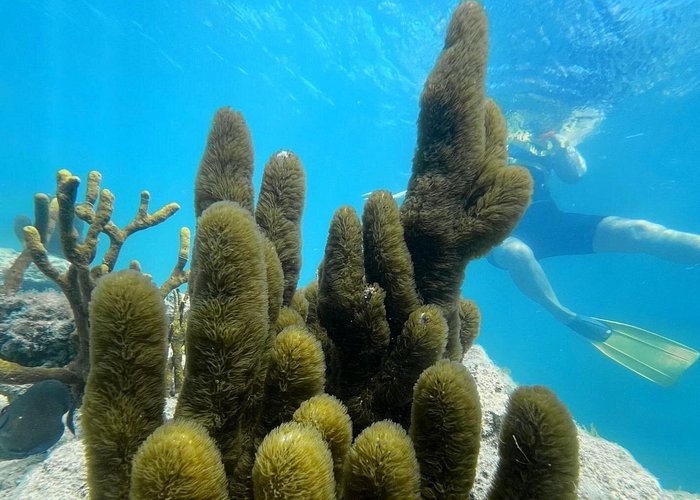 Puerto Rico snorkeling tours