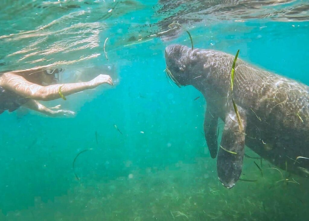 Puerto Rico snorkeling tours