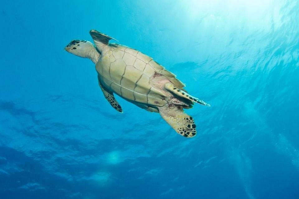 snorkeling tours turks and caicos