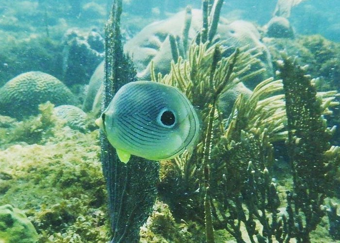 Puerto Rico snorkeling tours