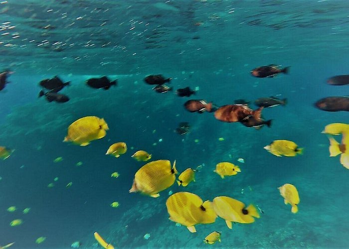 Maui snorkeling tours